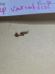 Ophiocordycipitaceae