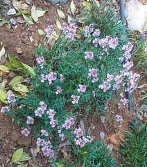 Nemesia fruticans