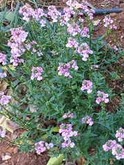 Nemesia fruticans