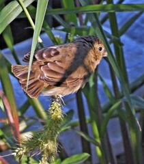 Sporophila caerulescens