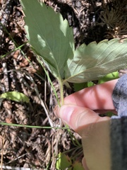 Fragaria