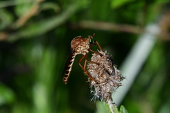 Diogmites crudelis