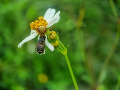 Thomisidae
