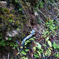 Salamandra salamandra