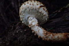 Pholiota squarrosoides