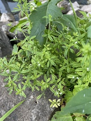Galium tinctorium