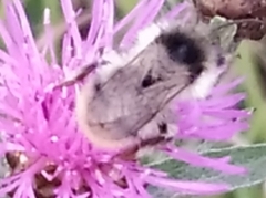 Bombus sylvarum