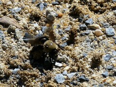 Ptilothrix bombiformis