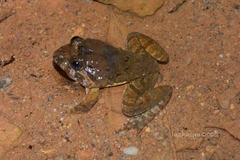 Limnonectes fujianensis