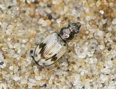 Bembidion pallidipenne