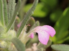 Ajuga iva