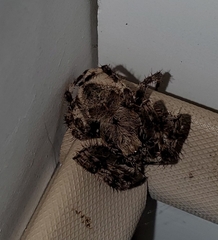 Araneus saevus