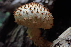 Pholiota squarrosoides