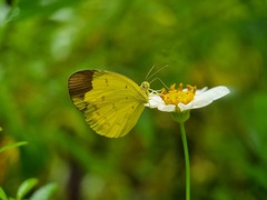 Eurema sari