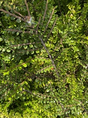 Cotoneaster horizontalis
