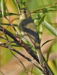 Sporophila caerulescens