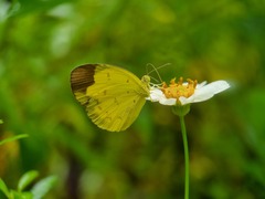 Eurema sari