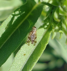 Neotephritis finalis