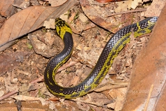 Lycodon flavozonatus