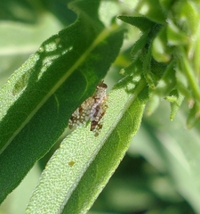 Neotephritis finalis