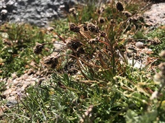 Luzula spicata