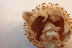 Pholiota squarrosoides