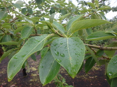 Populus suaveolens