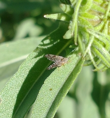 Neotephritis finalis