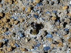 Ptilothrix bombiformis