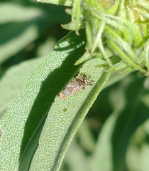 Neotephritis finalis