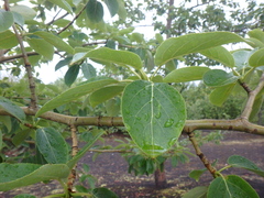 Populus suaveolens