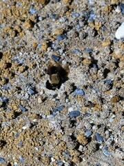 Ptilothrix bombiformis
