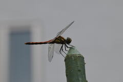 Sympetrum frequens