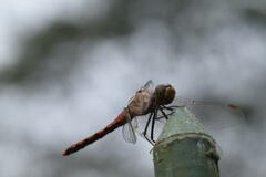 Sympetrum frequens