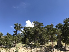 Pinus aristata