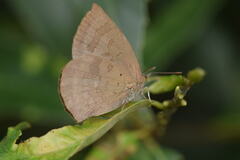Arhopala japonica