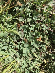 Sibbaldia procumbens