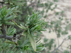 Eremophila miniata