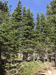 Picea engelmannii