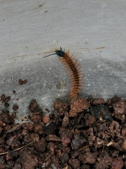 Scolopendra dehaani