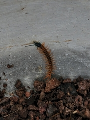 Scolopendra dehaani