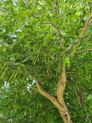 Pterocarya