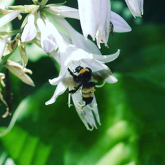 Bombus auricomus