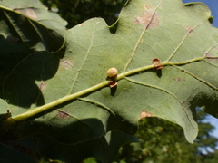 Neuroterus anthracinus