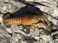 Cambarus bartonii