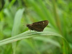 Polytremis lubricans