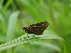 Polytremis lubricans