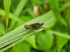 Polytremis lubricans