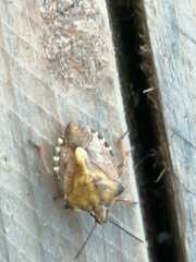 Dolycoris baccarum