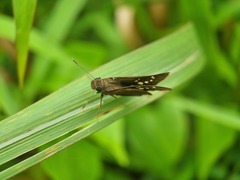 Polytremis lubricans